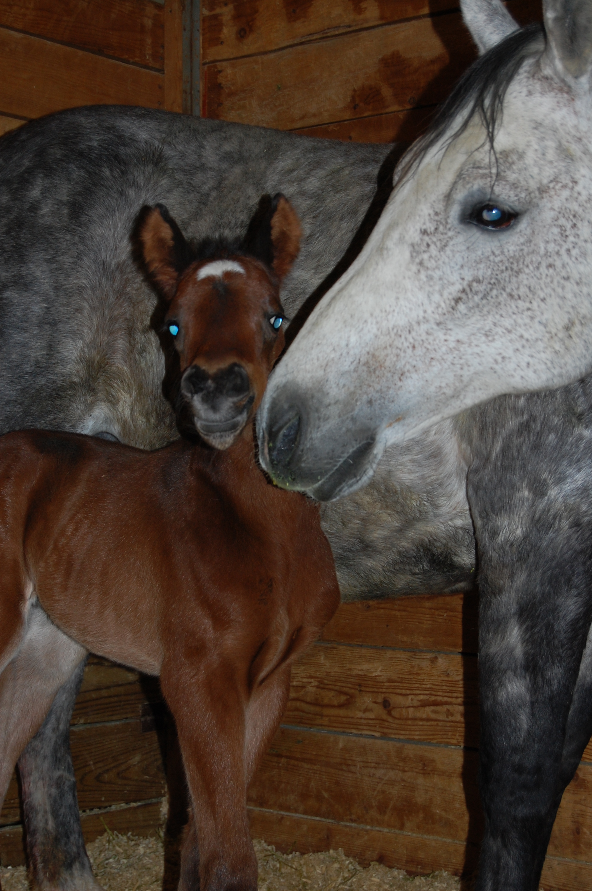 Recipient Mare and Foal